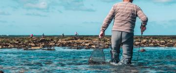 Pêche dans une écluse à poissons au nord de l'île d'Oléron