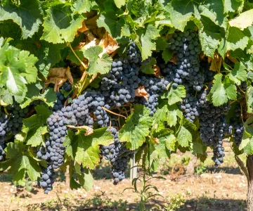 Del vidrio a la madera