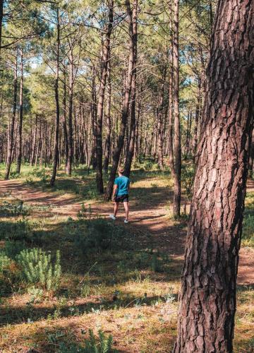 Côté forêt sur l'île d'Oléron