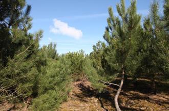 Forêt de Saint-Trojan-les-Bains