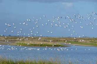 Avocette élégante en vol
