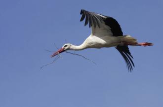 La visite guidée du Marais aux Oiseaux