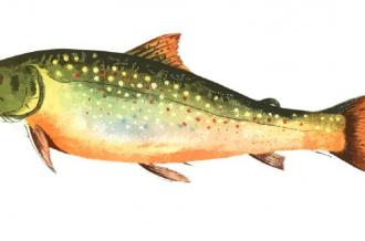 Pêche à la truite