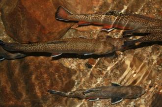 Concours de Pêche avec lâcher de truites