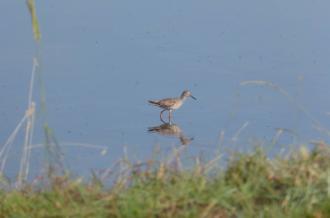 Reserve-Moeze-Oleron-LPO-Chevalier gambette