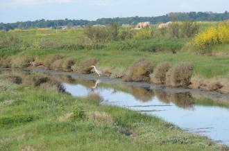 Marais de Brouage