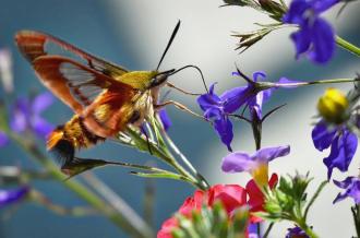 Coccinelle-Demoiselle... pour un autre regard sur les insectes