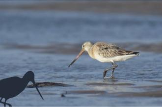 Exposition "Les oiseaux limicoles des Pertuis Charentais" par la LPO_Saint-Denis-d'Oléron