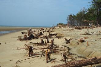 Conférence UTLMO : Relation entre trait de côte et forêt