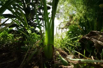 jardin