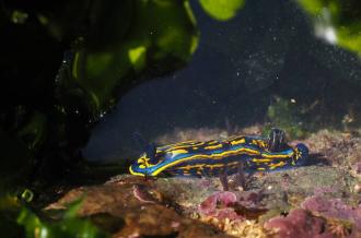 Découverte des nudibranches des pertuis
