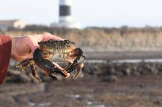 Découverte de la Biodiversité de l'estran rocheux