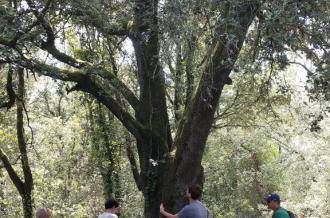 Bain de forêt et concert de violoncelle avec Alisson Meric et Catherine Marchand  ­_Saint-Georges-d'Oléron