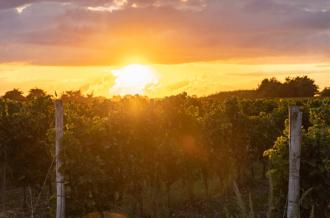 Soirée dégustation au cœur du vignoble