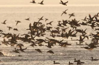"La migration en images" : Projection par la Ligue de Protection des Oiseaux_Saint-Denis-d'Oléron