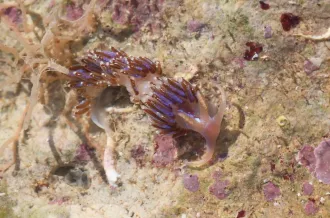 Découverte des nudibranches des pertuis !