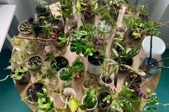 Atelier bouturage_Saint-Trojan-les-Bains