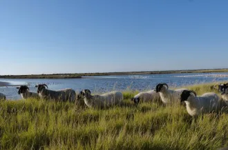 Printemps des réserves naturelles, rendez-vous du matin à Moëze-Oléron_Moëze