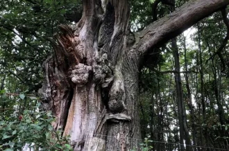 Les arbres morts, un monde bien vivant