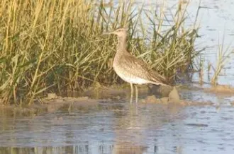 Ornitho'rapido_Saint-Pierre-d'Oléron