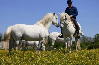 La Manade promenade à cheval