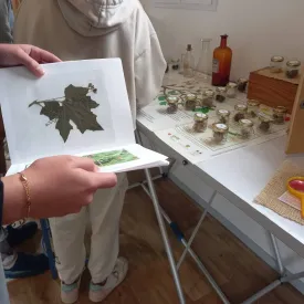 Botanic game_Le Château-d'Oléron