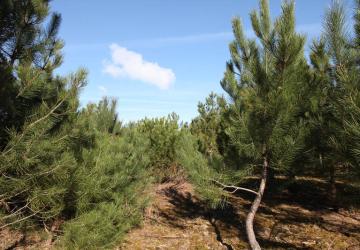 Forêt de Saint-Trojan-les-Bains