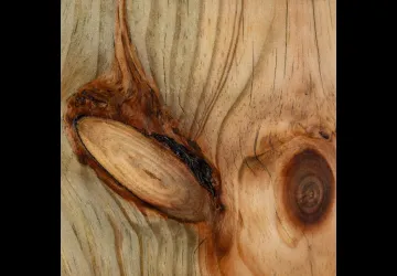 "Sous le regard des arbres"