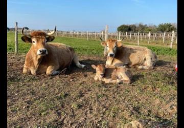 vaches maraîchines