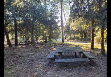 Aire de pique-nique - forêt domaniale_Le Grand-Village-Plage
