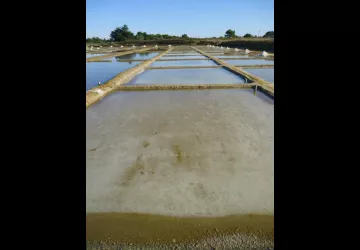 Salines en fête_Le Grand-Village-Plage