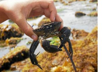 Pêche à pied