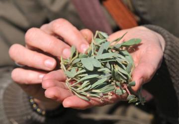 Atelier reconnaissance des plantes sauvages comestibles et dégustation