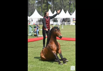 Les Écuries De Laguivari