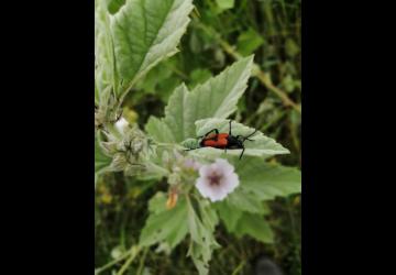 Reserve-Moeze-Oleron-LPO-Stictoleptura cordigera