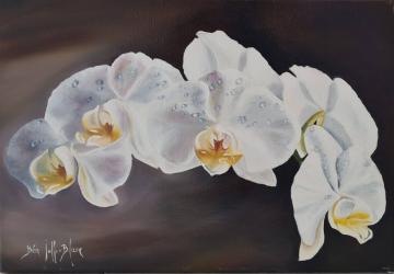 Orchidées blanches