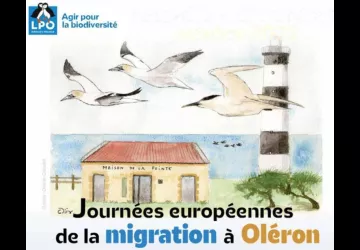 Exposition d'aquarelles de Lucas Brisson - Semaine de la Migration de la LPO_Saint-Denis-d'Oléron