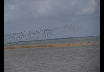 Les oiseaux côté Oléron, réserve naturelle de Moëze-Oléron, Fort-Royer_Saint-Pierre-d'Oléron