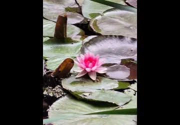 Les jardins de l'âme cham