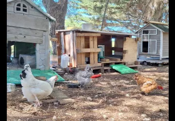 Les jardins de l'âme cham