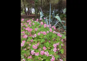 Les jardins de l'âme cham