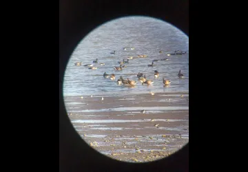 Printemps des réserves naturelles, rendez-vous à Moëze-Oléron_Saint-Froult