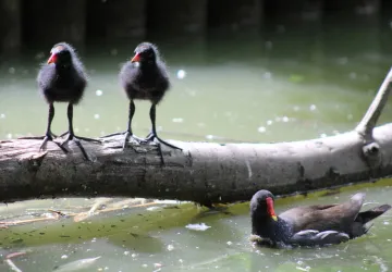 Famille Gallinule