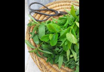 Atelier "Les Herbes de la Saint-Jean" - adultes et enfants_Le Grand-Village-Plage