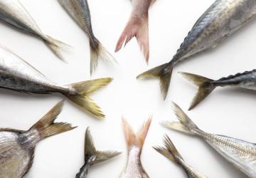 Concours de pêche grande canne