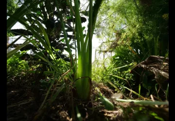 jardin