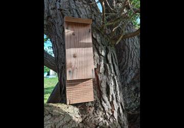Atelier construction d'un abri à Chauve-souris