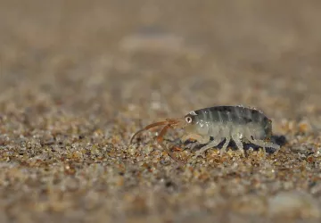 Découverte du bord de mer - animation spéciale "tout petits (3-5ans)"