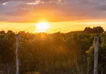 Soirée dégustation au cœur du vignoble