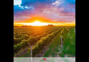 Visite du vignoble Maxime Pinard_La Brée-les-Bains